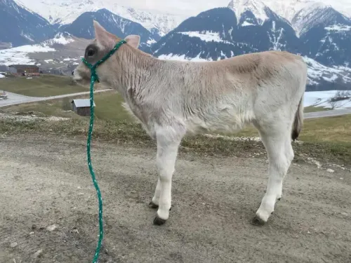 Kalb Foto - Brown Swiss Masters